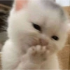 Meme ngakak(edisi kucing) 13