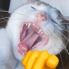 🫵😹Gatos burlones😹🫵 10