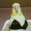 🤣Animalitos randoms🤣 15