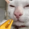 Mewing 11