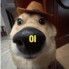Cachorros da coitadolândia 🤣 6