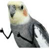 Calopsita fofas 10