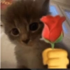 Gatinhos boiolinhas 7