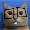Meme ngakak(edisi kucing) 27