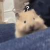 Ratinho debochado  13
