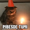 Kucing Anomali 3 6