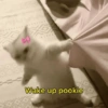 D P Wake up pookie
