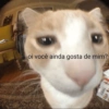Bixos com frases 11