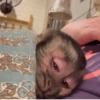 Macaquinho 🙈 8