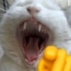 🫵😹Gatos burlones😹🫵 8
