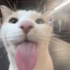 🤪Animalitos para tu chat🤪 15