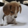 Cachorros da coitadolândia 🤣 15