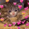Gatinhos boiolinhas 13