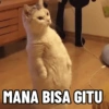 MANA BISA GITU