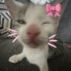 Gatos fofos e caóticos 🐱 6