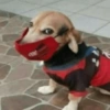 🐶 PERRITOS MOODS 5 🐾 13