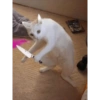 Meme ngakak(edisi kucing) 28