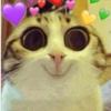 Gatinhos boiolinhas 9