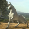 BURRO SHREK 11