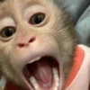 Macaquinho  5