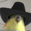 Ué, cadê a pussy? 10