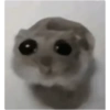 Hamster 😍 7