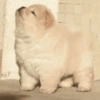 🤪Animalitos para tu chat🤪 10