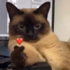 Meme ngakak(edisi kucing) 7