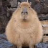 🍃 CAPYBARA MOODS 🍃 8