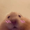 🐹Ratitas cutes🐹 6