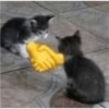 Gatito mewing bye bye 8