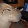 🍃 CAPYBARA MOODS 🍃 12