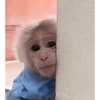 Monkey's  30