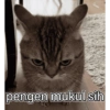 Kucing 11