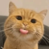 GATINHOS APOCALÍPTICOS 😸 10