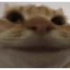 Meme ngakak(edisi kucing) 10