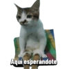 MASCOTA PT. 1 21