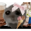 Hamster 😍 8