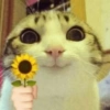Gatinhos boiolinhas 11