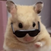 Ratinho debochado  6