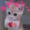 Gatinhos boiolinhas 6