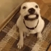 Reações de animais 8