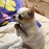 🐶 PERRITOS MOODS 4 🐾 14