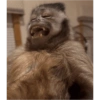 Monkey's  12
