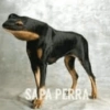 SAPA PERRA