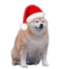 Shiba Inu con Gorra de Santa