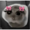Hamster 😍 10