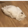 Perritos para reaccionar 🤭🐶💯 8