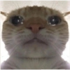 Meme ngakak(edisi kucing) 23