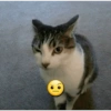 Gatito mewing bye bye 5